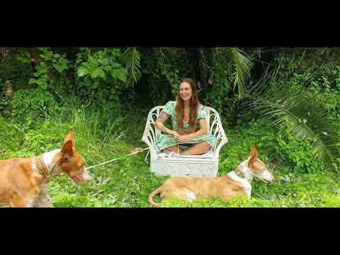 Verstorbene Tiere und Tierkommunikation