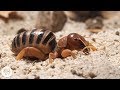 Jerusalem Crickets Only Date Drummers | Deep Look