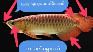 Lucky fish မှားမဝယ်မိအောင် လှမလှကြည့်နည်း