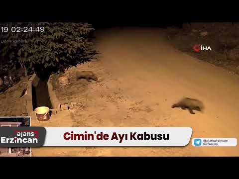 Cimin'de Ayı Kabusu