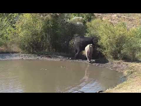 Kwa: Adult Elephant and two young ones get quick drink - 14:05 - 06/30/19