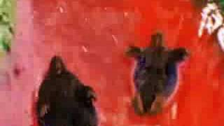 Tenacious D - papagenu (hes my sassafrass) in French