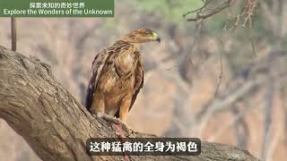 你不知道的動物世界 : 從微小到宏大的生命奇觀 #動物探索 #生態奇蹟 #自然驚奇