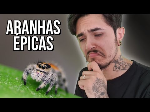 Aranha o bicho mais maneiro e estranho ao mesmo tempo