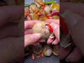 Hot Hot Eating Eggs Shorts 3746
