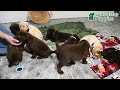 Labrador Retriever dogs for sale: Cody - Video 1