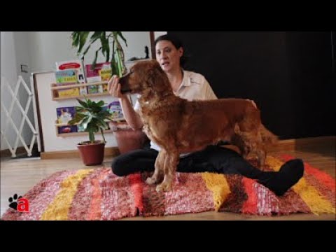 ¿Cómo manipular correctamente a un perro? Master Class Alicia de la Calle.