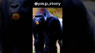 Download lagu Crazy Facts About Animals 🐸🦘 | Amazing Facts | Random Facts | Mind Blowing Facts in Hindi #shorts mp3