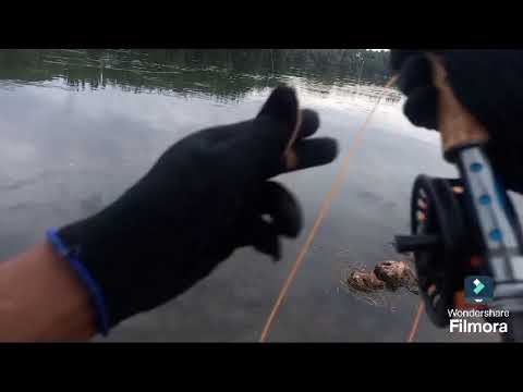 mosqueado en paso cordoba general roca rio negro