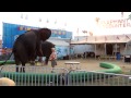 Elephant Encounter At The South Florida Fair