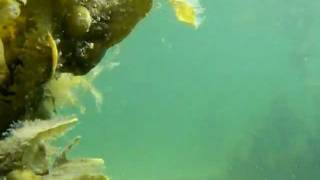 preview picture of video 'What the Sea Trout eats (8) - Havørredens livretter'