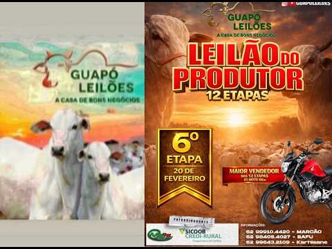 LEILÃO DE GADO EM GUAPÓ - GOIÁS 20/02/2026