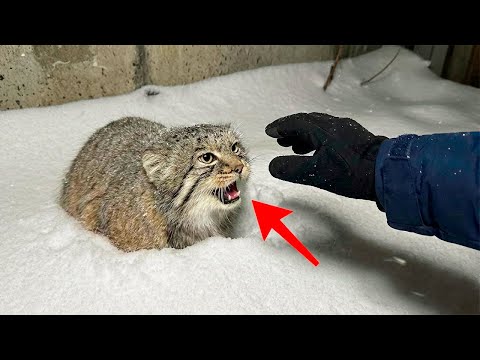 I saved a TRAPPED Pallas's Cat from a Wolf Pack! Look at him now... ❤️