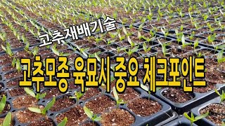 고추재배기술 / 고추모종 육묘시 중요 체크포인트 및 품종비교