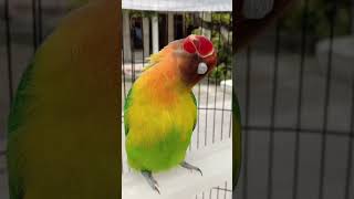 Download lagu Lovebird Konslet mp3 Download lagu Lovebird Konslet mp3
