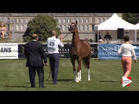 N.25 BASMA AL MOHAMADIA - Chantilly 2015 AWC - Fillies 3 years old (Class 3)