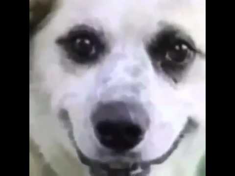 Kill yourself doggos