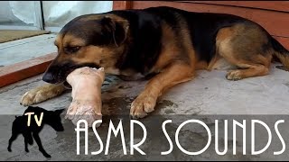 Download lagu ASMR Dog eating Pigs Foot Full Hour | Raw Feeding Vlog mp3 Download lagu ASMR Dog eating Pigs Foot Full Hour | Raw Feeding Vlog mp3