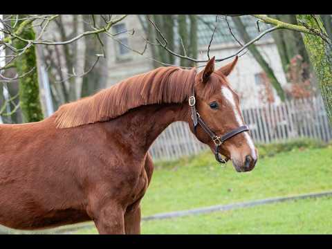 Dancing Devilina MK Z (DEMONIC Z x LORDANOS) - Video 10 video thumbnail