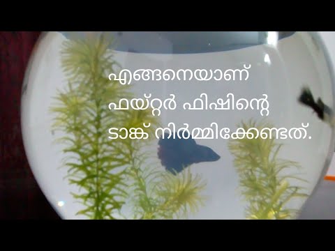 How to set up a Betta fish tank . How to set up a fighter fish tank