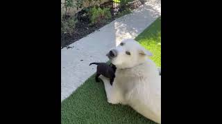 Video preview image #1 Faux Frenchbo Bulldog Puppy For Sale in Corona, CA, USA