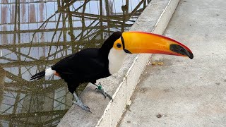 掛川花鳥園 Kakegawa Kachoen, Shizuoka Prefecture, Japan