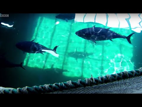 , title : 'Breeding Southern Bluefin Tuna | Australia with Simon Reeve | BBC'
