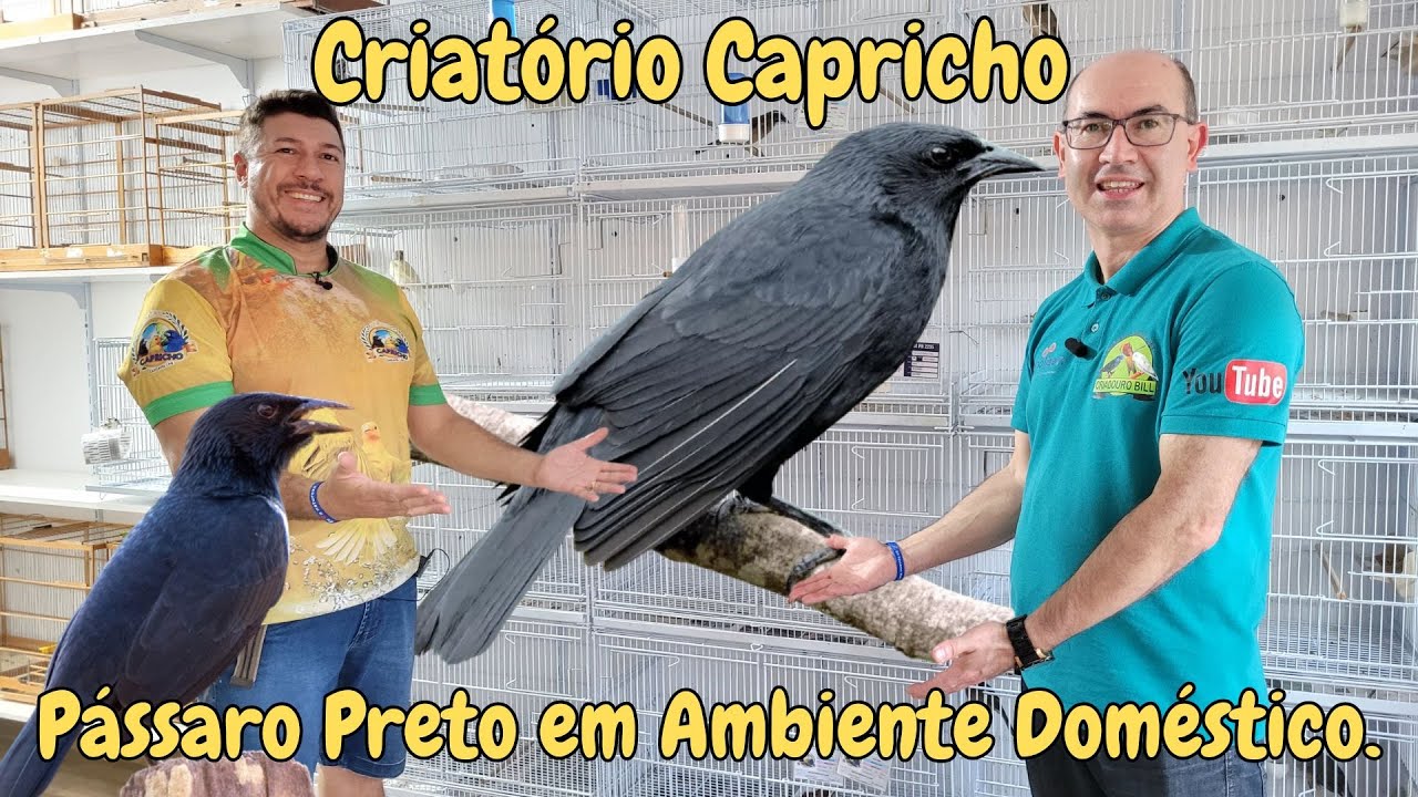 PÁSSARO PRETO UM ESPETÁCULO E TRINCA FERRO OPALINO NO CAPRICHO!!!