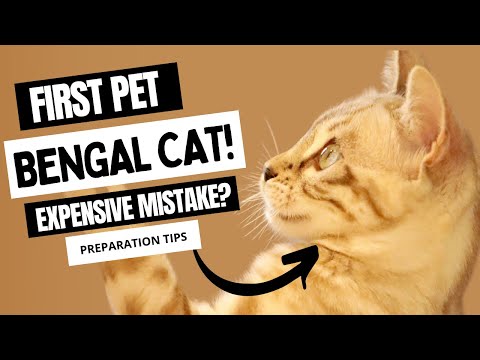 BENGAL CAT as a first pet! Will it be an EXPENSIVE MISTAKE? Tips on how to prepare.
