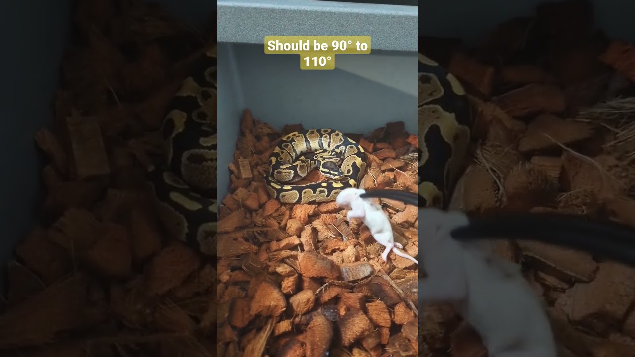 Ball Python not eating? 🐍🐭🌡️ Feeding Tip ep. 1 #shorts