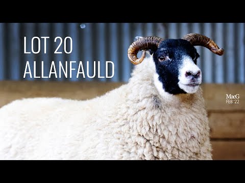 LOT 20 - Allanfauld