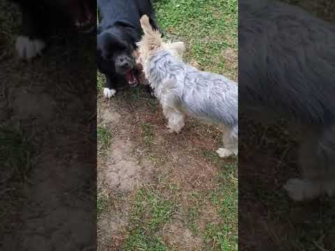 2 kleine Hunde spielen miteinander. Teil 3 von 3