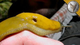 HUGE Slimy Slug!