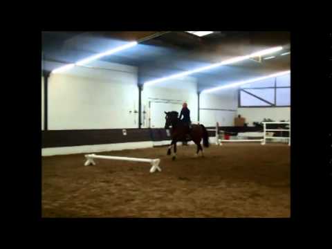 "Insa" 8-j. Hann. St v. Iberio  Contendro - For Sale