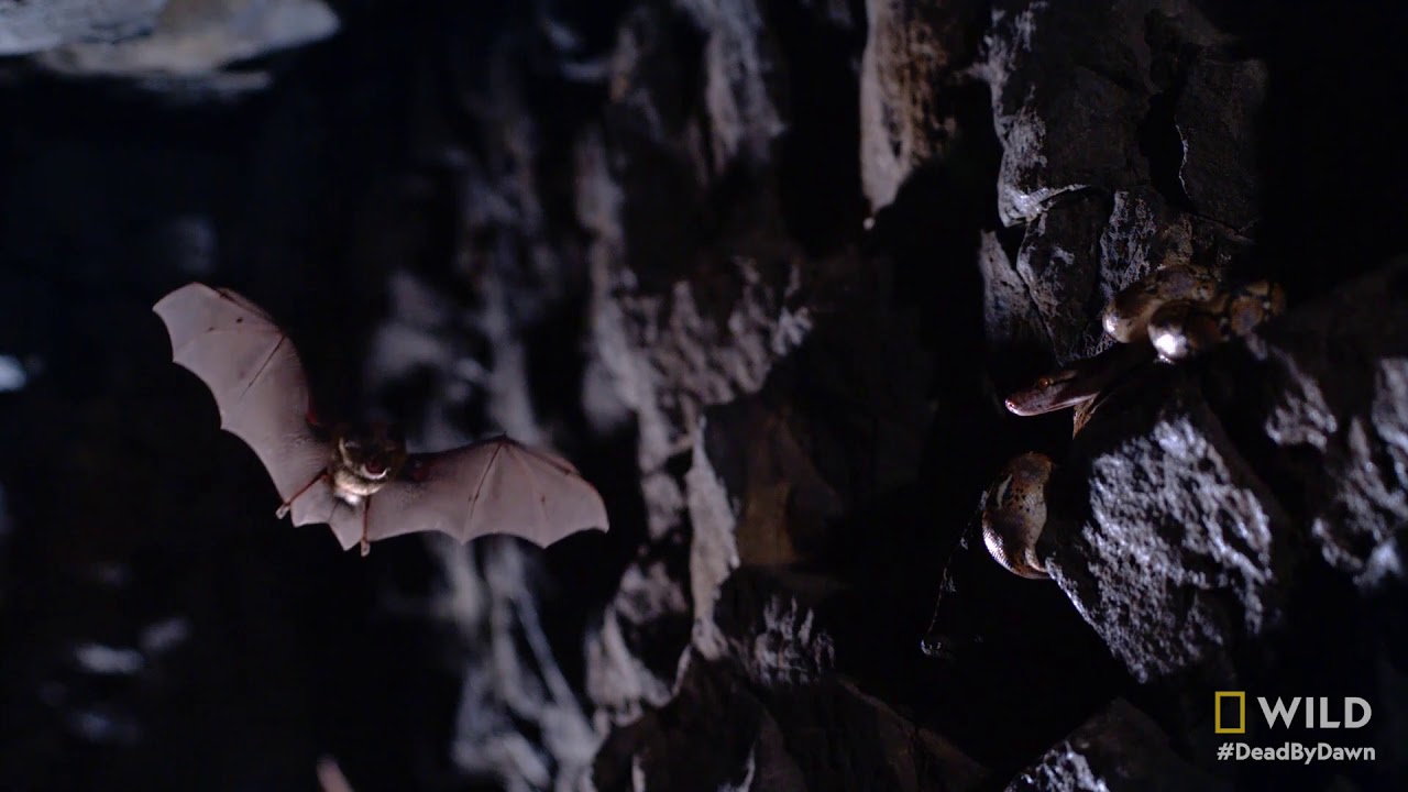 Sneak Preview Of Nat Geo Wild S Dead By Dawn Skybound Entertainment