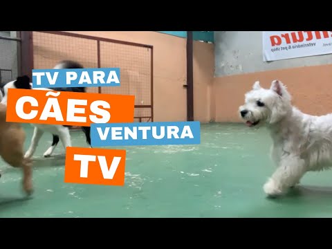 TV para cachorro - Entretenimento para cães - Ventura TV