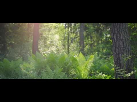 Finnish Nature Short Film: Midsummer's Daydream (Ultra-Wide 4k)