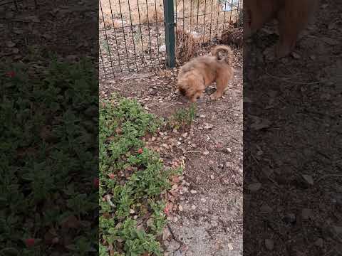 MACHO 4 GENOVEVA (NAC 24/06/2026)