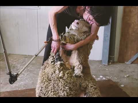 De Oogst van Superzachte Merinowol | Scheren is Oogsten!