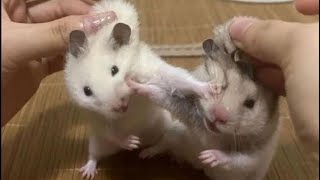 コロナニキとマキオン