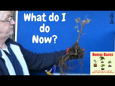 Making Japanese Larch Bonsai from bare root saplings - Bonsai Basics