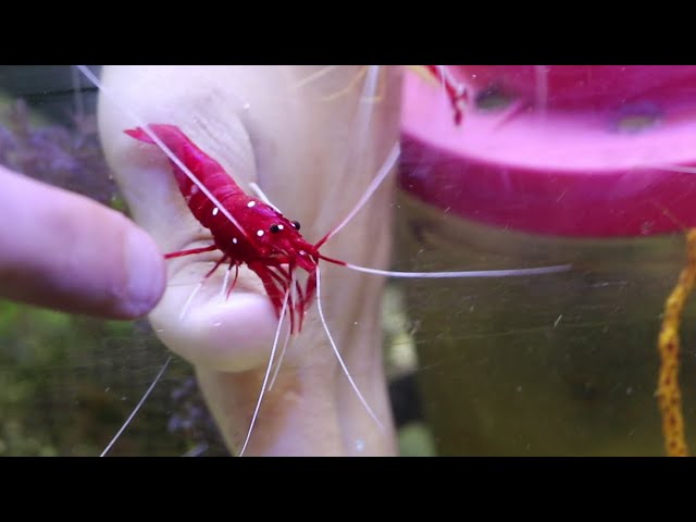 PLASTIC FAKE SHRIMP IS ACTUALLY ALIVE (LIVING ANIMAL)