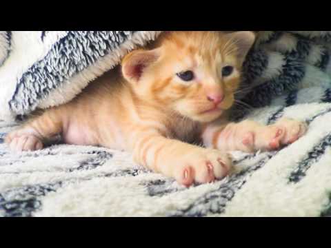 BB Ki Vines (Vlog #2)- | BB in Seoul | so cute cat