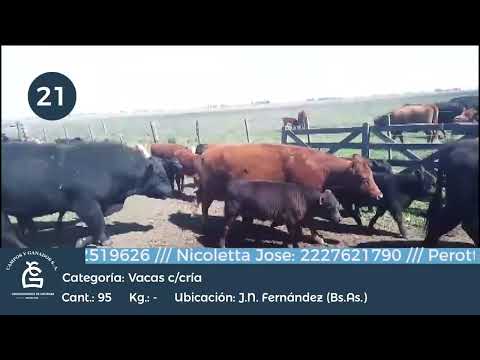 Lote Vaca C/ Cria - Juan N Fernández Bs As