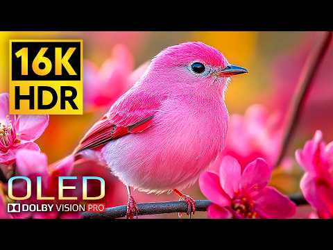 INSANE 16K Video | Dolby Vision 16K ULTRA HD HDR 120 fps (8K/4K TV)