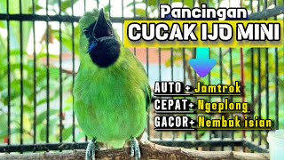 Download lagu Cucak Ijo Mini - Jamtrok Pancingan Ampuh Agar Cepat Bunyi Ngeplong mp3 Download lagu Cucak Ijo Mini - Jamtrok Pancingan Ampuh Agar Cepat Bunyi Ngeplong mp3