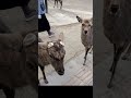 AGGRESSIVE DEER ATTACKS ME!!!  #funny #deer #attack