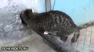 Смотреть онлайн Умный и хитрый кот пролез через стену