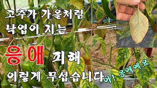 [고추]응애 피해 이렇게 무섭습니다 가을처럼 잎이 떨어집니다