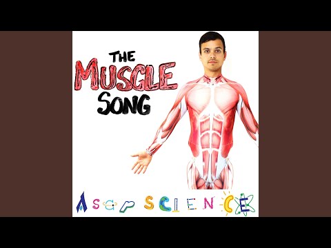 The Muscle Song
